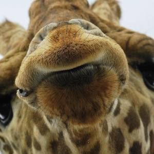 Meet your Posher, Kristin