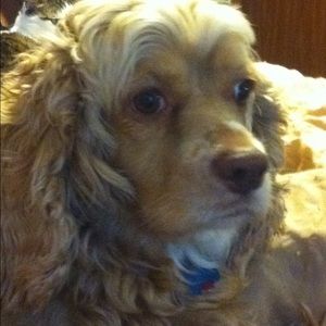 Meet your Posher, Susan