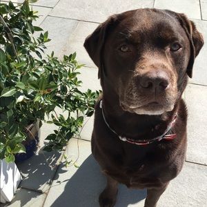 Meet your Posher, Lisa