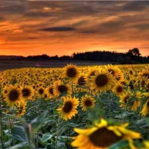 Meet your Posher, Julio n irma