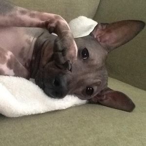 Meet your Posher, Dawn