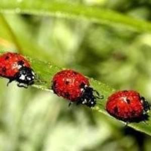 Meet your Posher, Janice