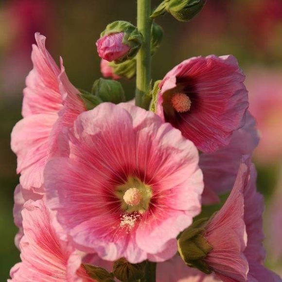 Meet your Posher, Karen - Picture 1 of 1