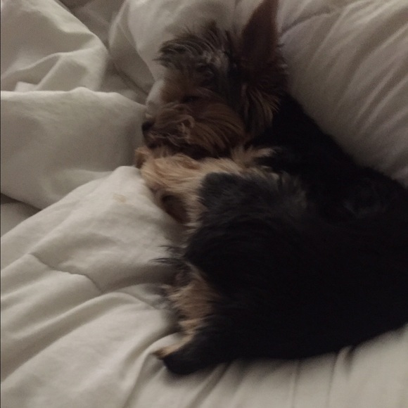 Meet your Posher, Yailet - Picture 1 of 1