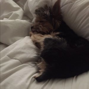 Meet your Posher, Yailet