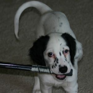 Meet your Posher, Skyhorse