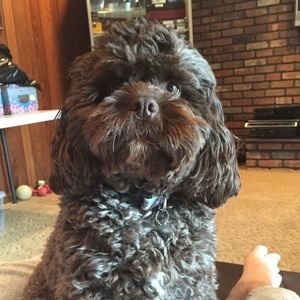 Meet your Posher, Allison