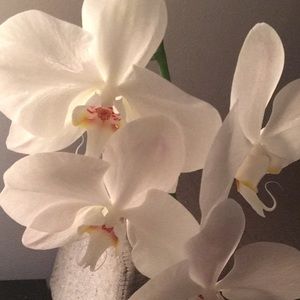 Meet your Posher, Gabriela