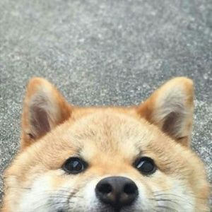 Meet your Posher, Damian