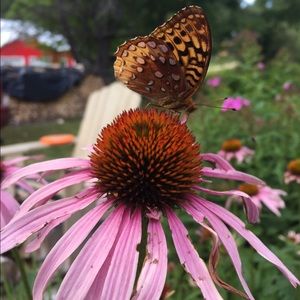 Meet your Posher, Molly