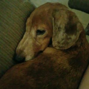 Meet your Posher, Pam