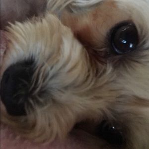 Meet your Posher, Karissa