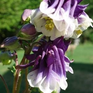 Meet your Posher, Cyndi