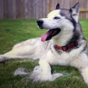 Meet your Posher, Corey