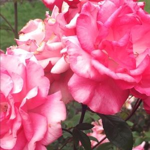 Meet your Posher, Adela