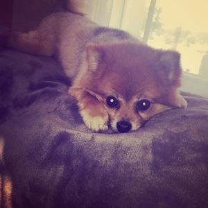 Meet your Posher, Crystal