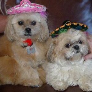 Meet your Posher, Dawn