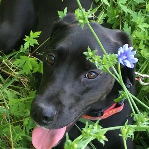 Meet your Posher, Dawn