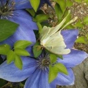 Meet your Posher, Sylvia