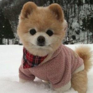 Meet your Posher, Simon