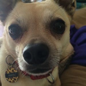 Meet your Posher, Dawn