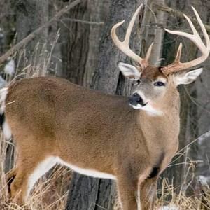 Meet your Posher, Bradley