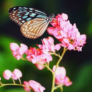 Meet your Posher, Yanara