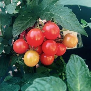 Meet your Posher, Sona