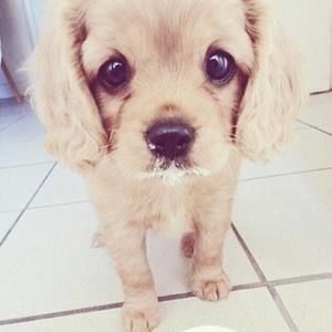 Meet your Posher, Daniela