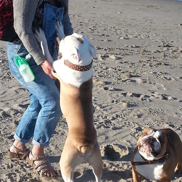 Meet your Poshers, Ann & Trish Doglova &Moms - Picture 4 of 8