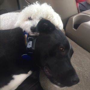 Meet your Posher, Sidea