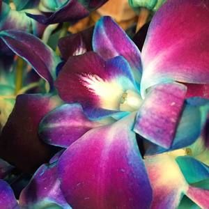 Meet your Posher, Lindsey