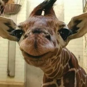 Meet your Posher, Megan