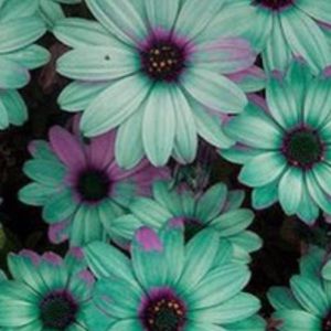 Meet your Posher, Rebekah