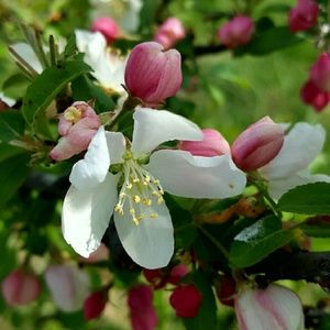 Meet your Posher, Allyson