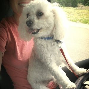 Meet your Posher, Sydney