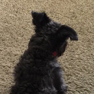 Meet your Posher, Lily