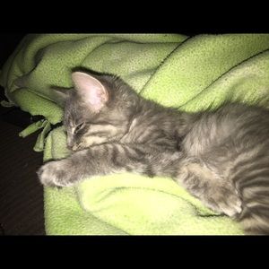 Meet your Posher, Elizabeth