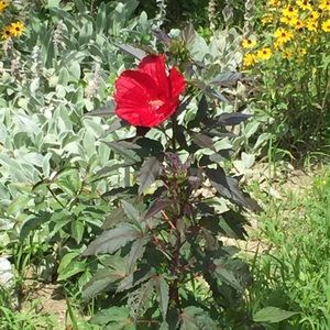 Meet your Posher, Kristina