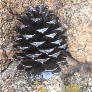 Wedding pine cones