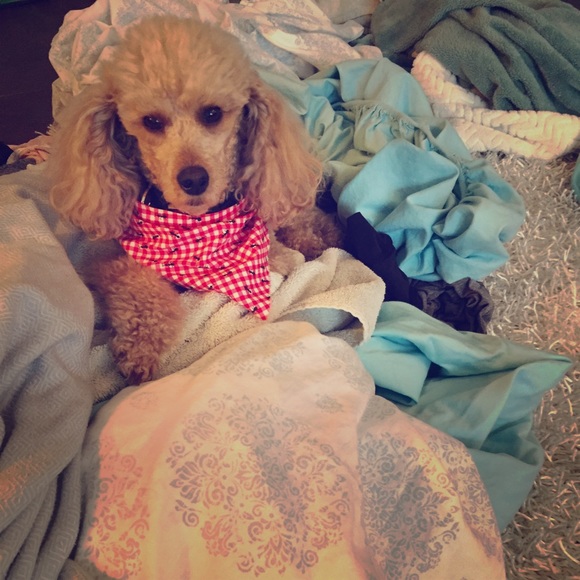 MOVING SALE - EVERYTHING MUST GO