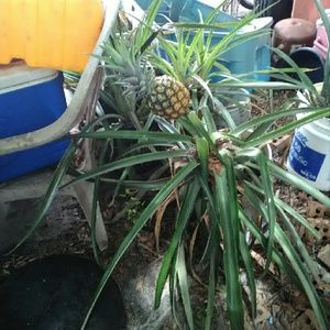 Meet your Posher, Zettie