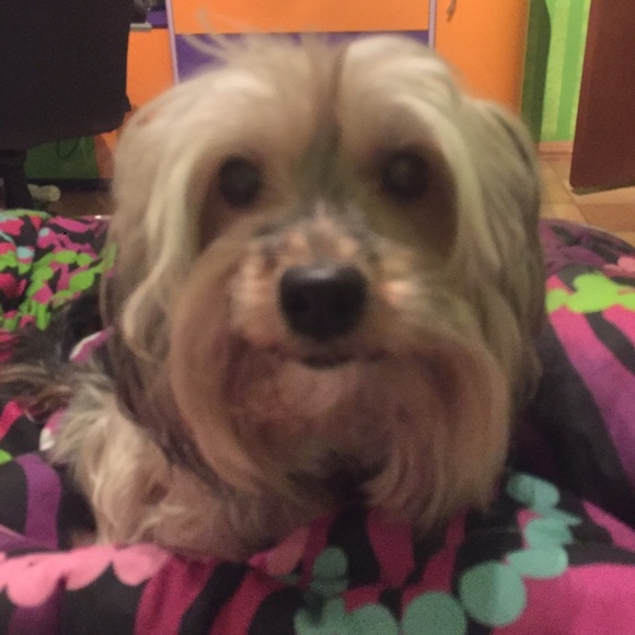 Meet your Posher, Jessie - Picture 1 of 1