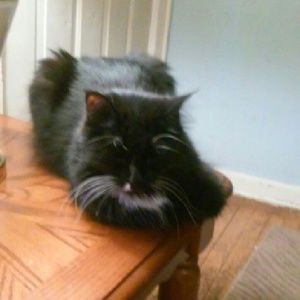 Meet your Posher, Donna