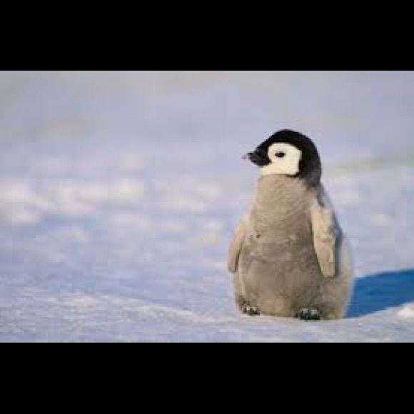 Meet your Posher, Katie - Picture 1 of 1