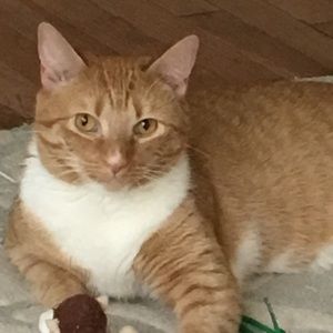 Meet your Posher, Lara