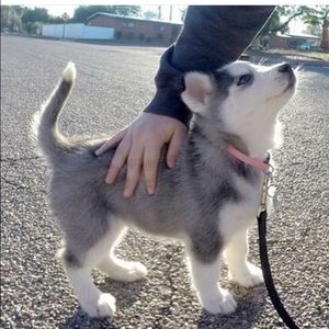 Meet your Posher, Maddy