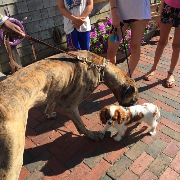 Meet your Posher, Christine - Picture 1 of 1