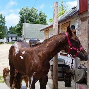 Meet your Posher, Veronica