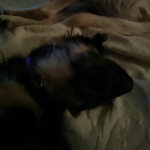 Meet your Posher, Phillip